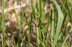 Thisanotia chrysonuchella