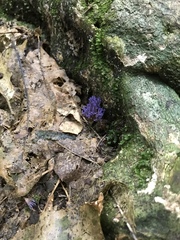 Ramariopsis pulchella