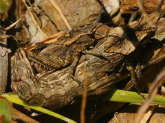 Dracotettix monstrosus