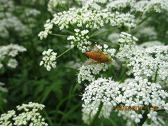 Silvius alpinus