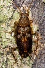 Parellipsidion latipenne