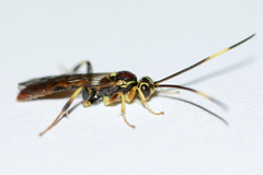Cratichneumon annulatipes