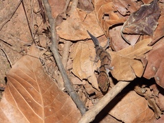 Cyrtodactylus nebulosus