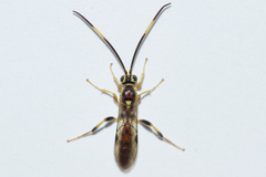 Cratichneumon annulatipes
