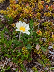 Dryas octopetala