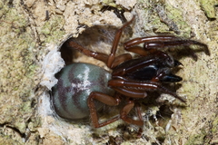 Ariadna septemcincta