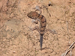 Cyrtodactylus nebulosus