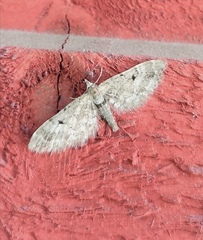 Eupithecia lanceata
