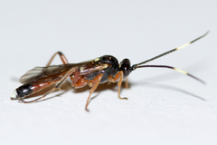 Virgichneumon