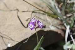 Astragalus nuttallianus austrinus
