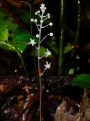 Sciaphila albescens