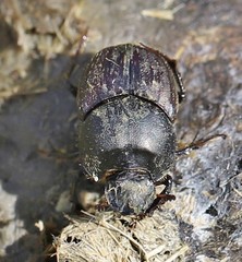 Onthophagus illyricus