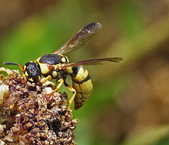 Euodynerus hidalgo viereckii