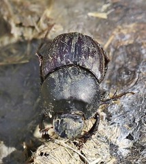 Onthophagus illyricus