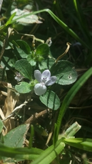 Hypoestes serpens