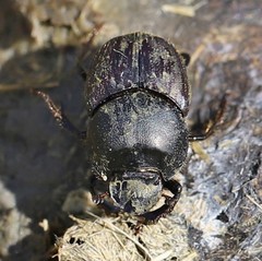 Onthophagus illyricus