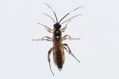Virgichneumon