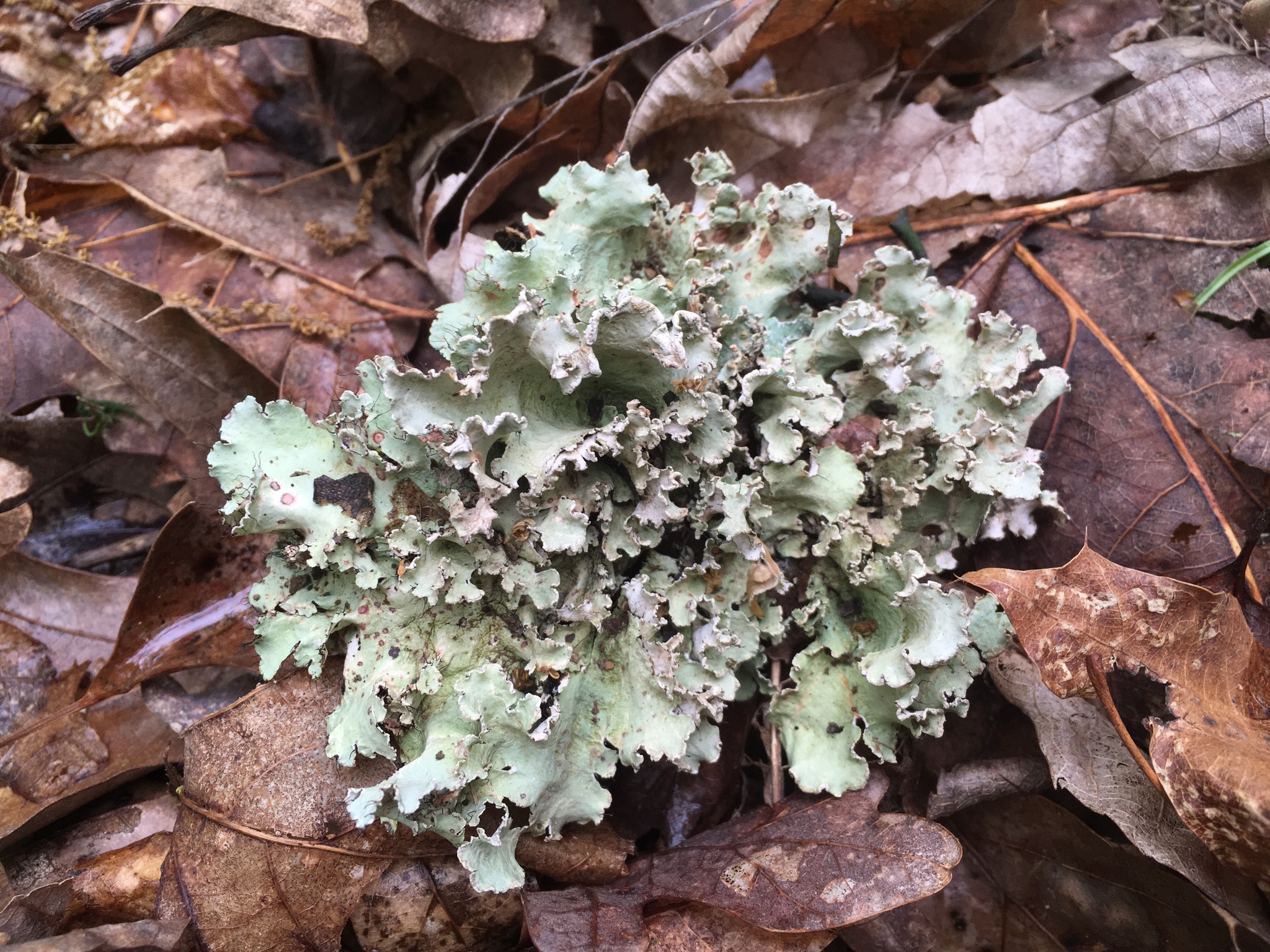 Parmotrema hypotropum image