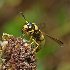 Euodynerus hidalgo viereckii