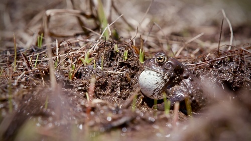 iNaturalist observation photo of Yosemite Toad