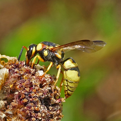Euodynerus hidalgo viereckii