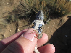 Sceloporus graciosus graciosus