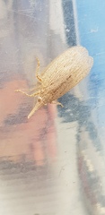 Rentinus dilatatus