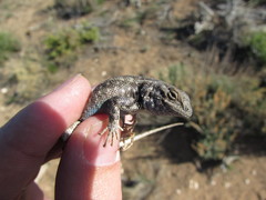 Sceloporus graciosus graciosus