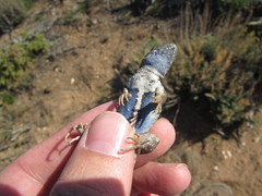Sceloporus graciosus graciosus