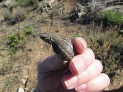 Sceloporus graciosus graciosus