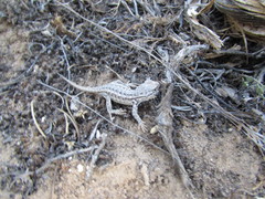 Sceloporus graciosus graciosus
