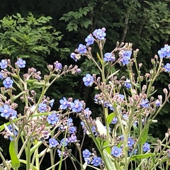 Cynoglottis barrelieri