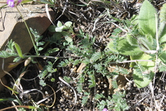 Astragalus nuttallianus austrinus