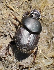 Onthophagus illyricus