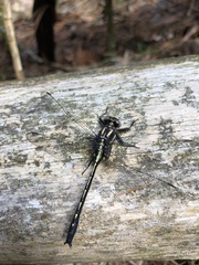 Phanogomphus borealis