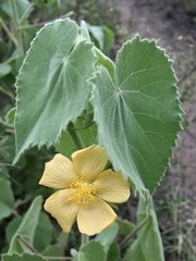 Abutilon mauritianum