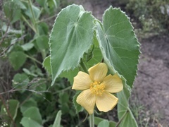 Abutilon mauritianum
