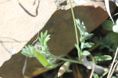 Astragalus nuttallianus austrinus