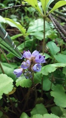 Veronica regina-nivalis