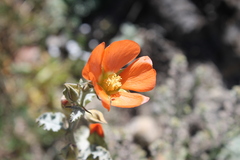 Sphaeralcea endlichii