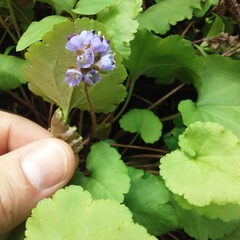 Veronica regina-nivalis