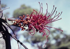 Grevillea decora decora