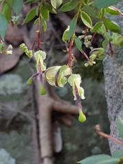 Grevillea mucronulata
