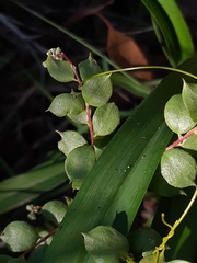 Grevillea mucronulata