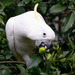 Sulphur-crested Cockatoo - Photo (c) Marine Explorer (Dr John Turnbull), some rights reserved (CC BY-NC-SA)