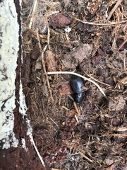 Plocamostethus planiusculus