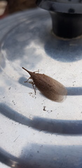 Rentinus dilatatus