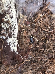 Plocamostethus planiusculus