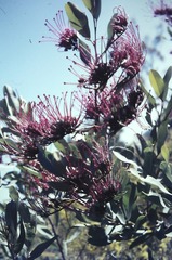Grevillea decora decora