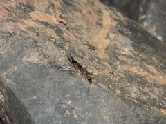 Labidura riparia